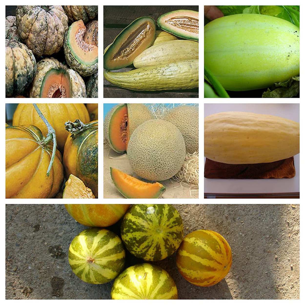 Дыня Роксолана f1