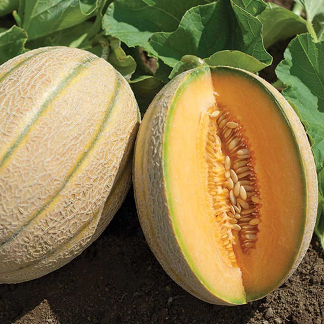 Дыня Cucumis Melo