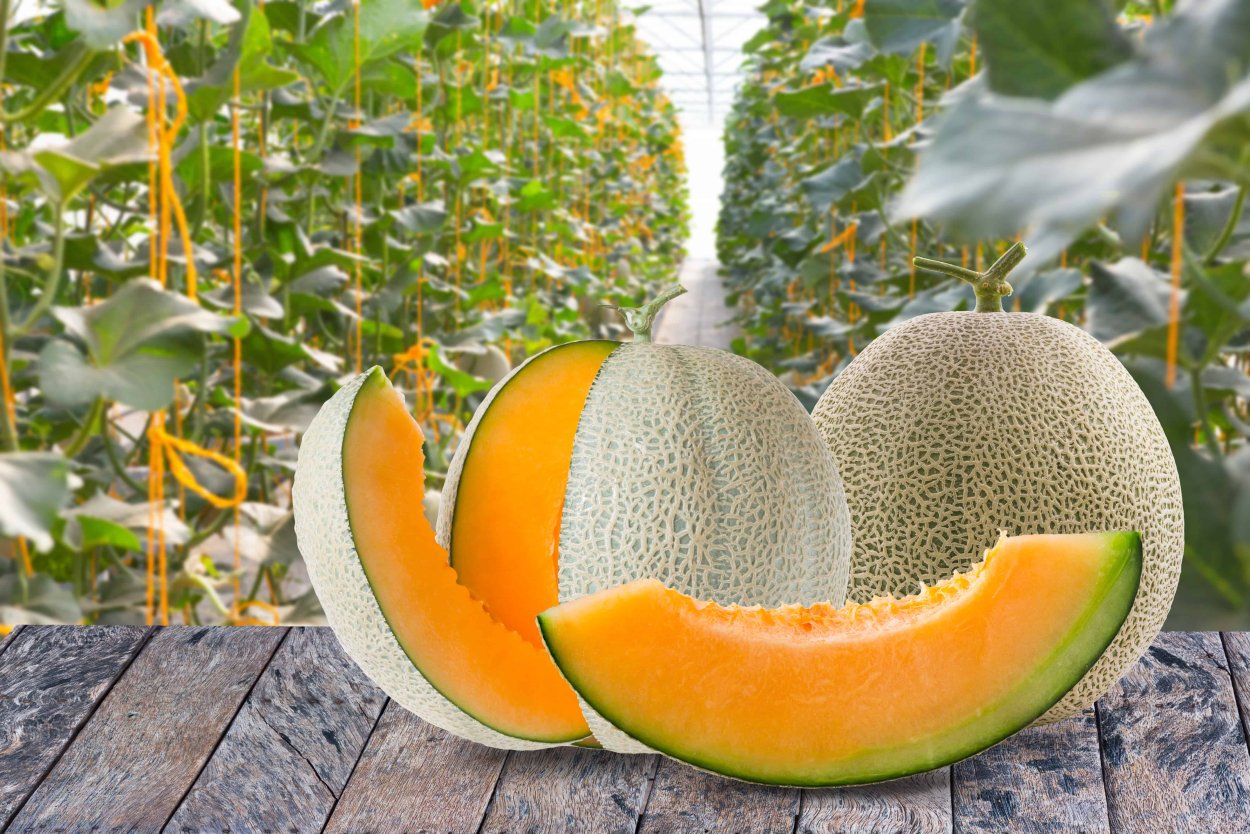 Дыня канталуп