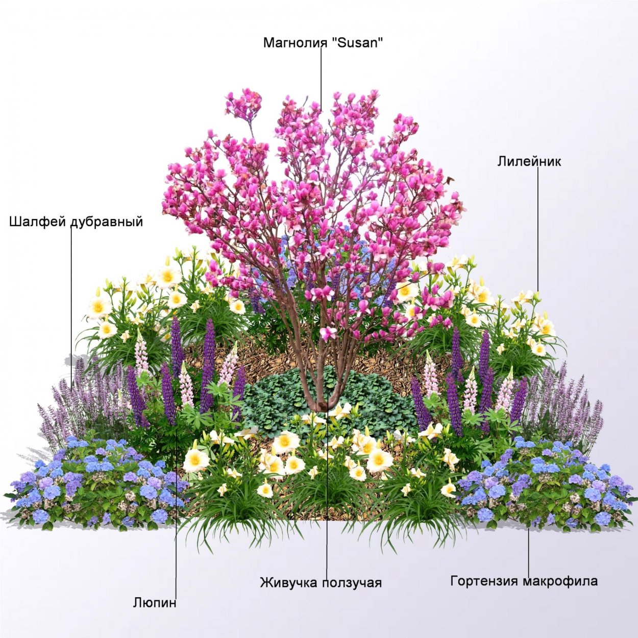 Чубушник и гортензия