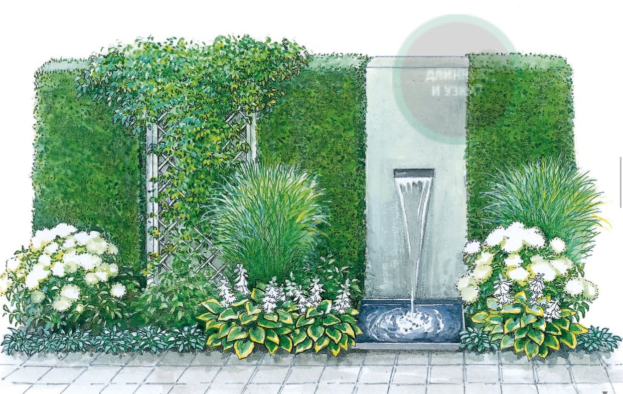 Гортензия спирея чубушник