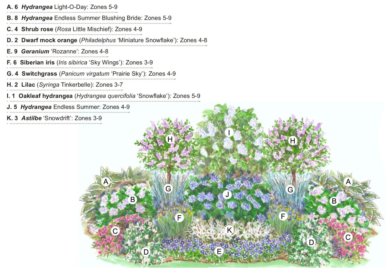Английский розарий в пейзажном стиле