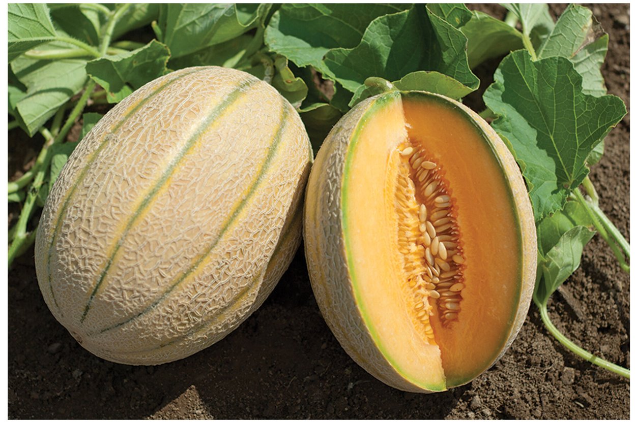 Дыня Сибирячка f1