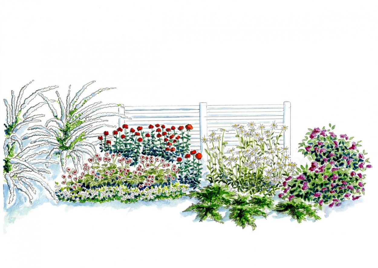 Дерен гортензия чубушник