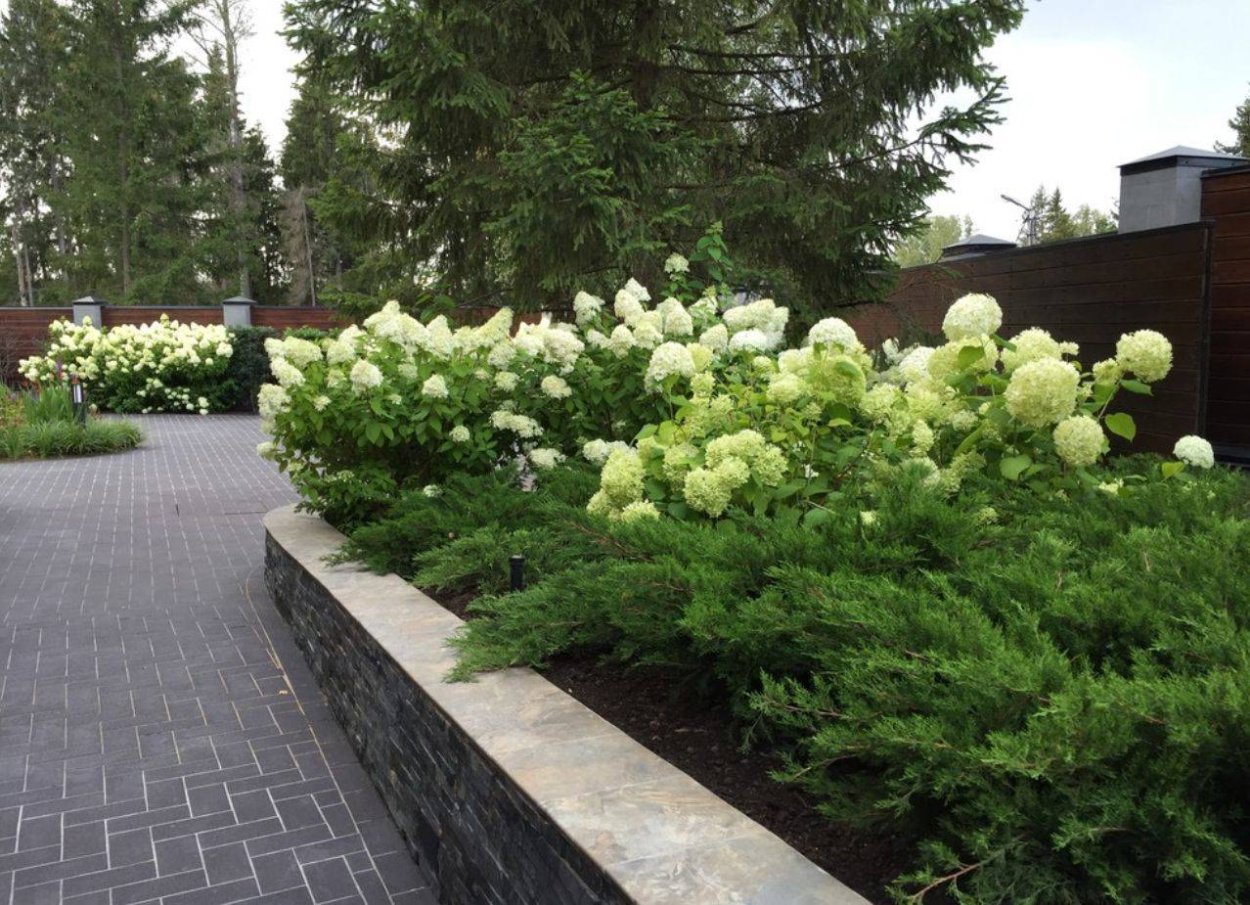 Миксбордер с туей, гортензией, барбарисом