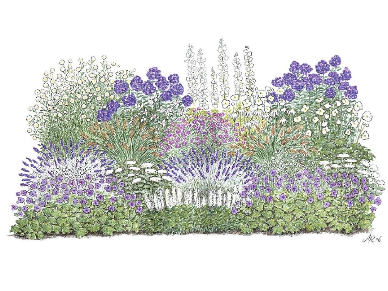 Гортензия Лаймлайт Живая изгородь