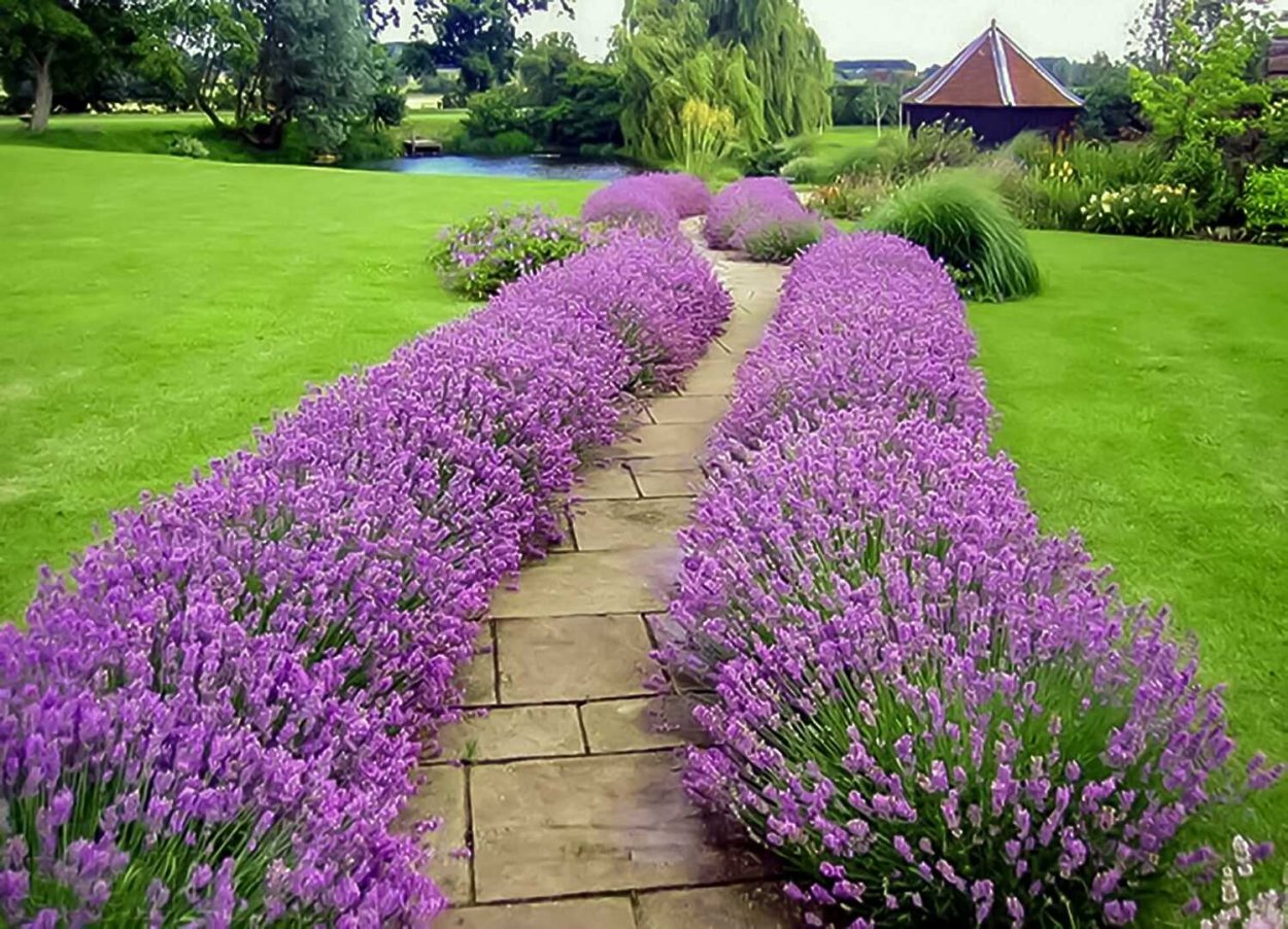 Лаванда узколистная