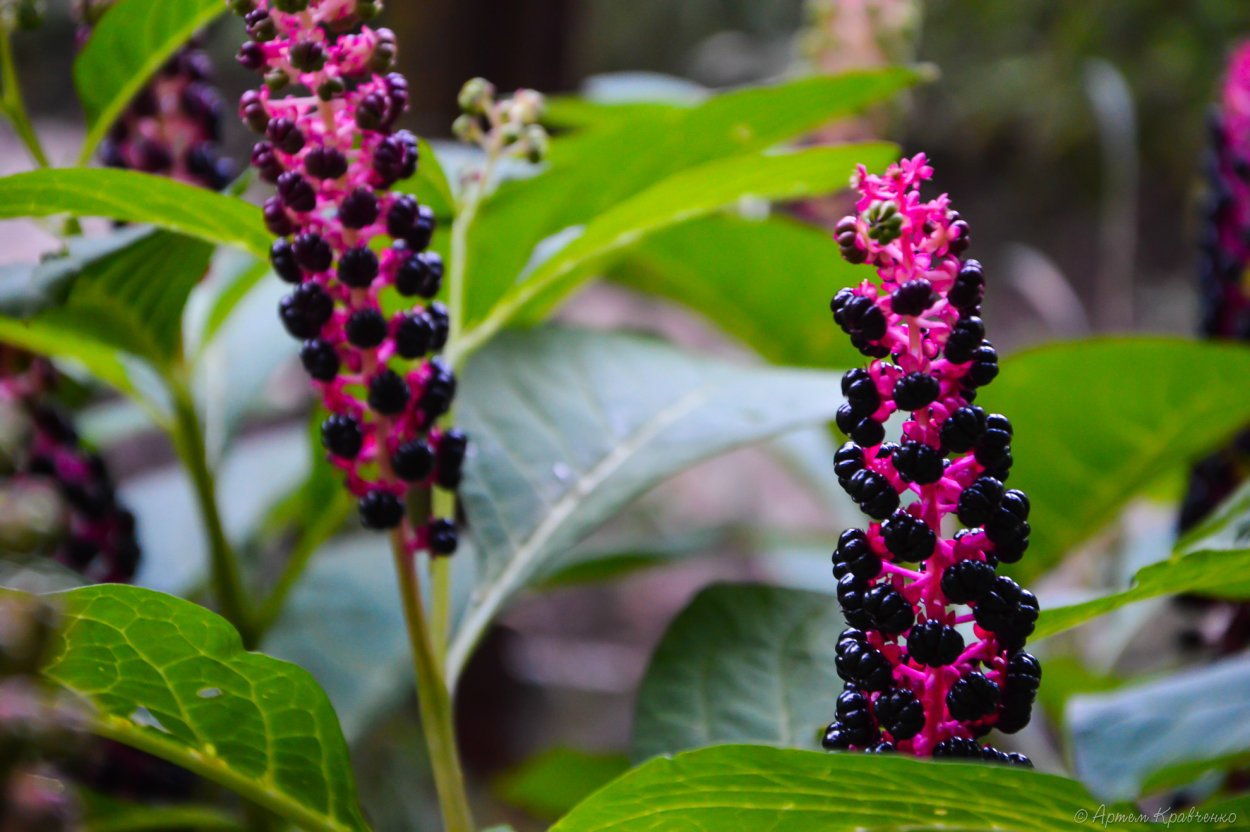 Абхазский лаконос