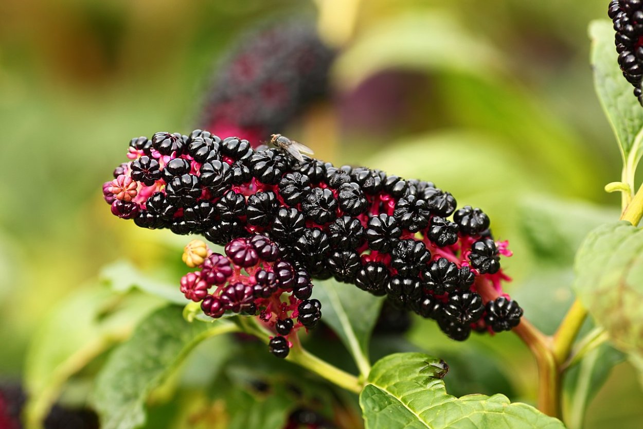 Лаконос Лиана