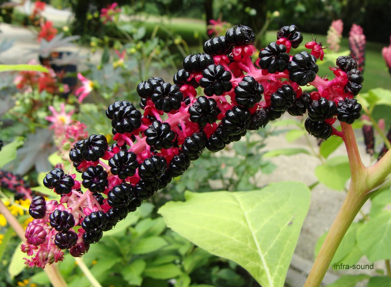 Phytolacca Americana