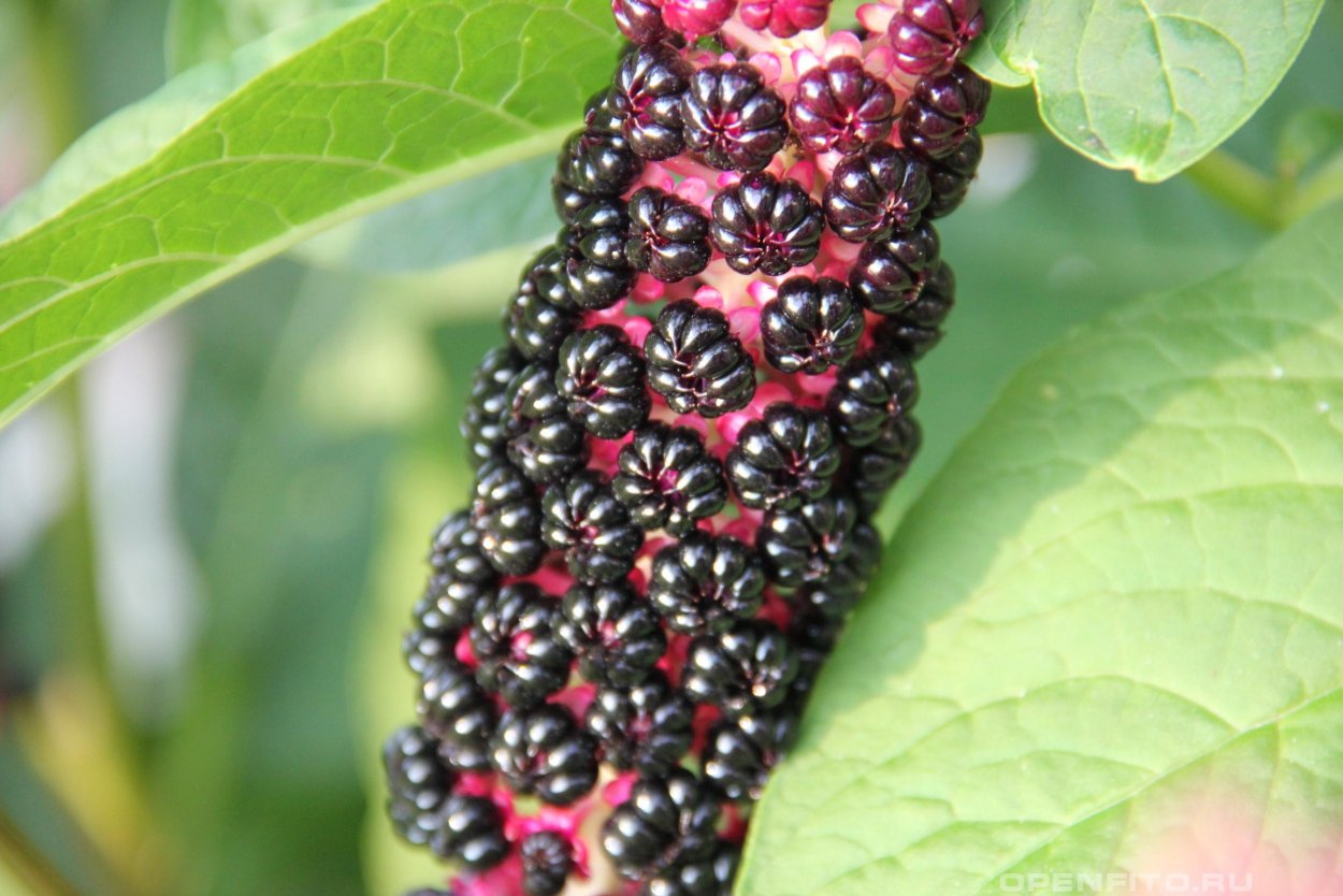 Лаконос американский