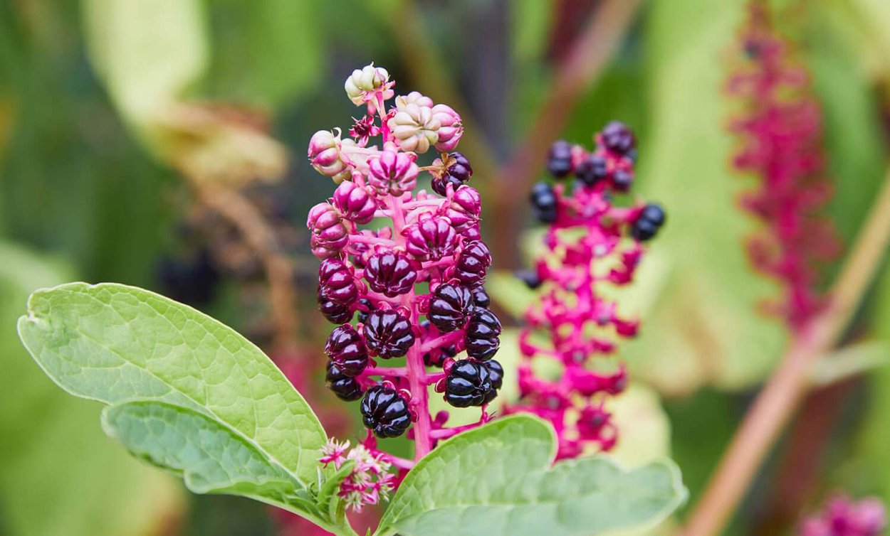 Фитолакка лаконос