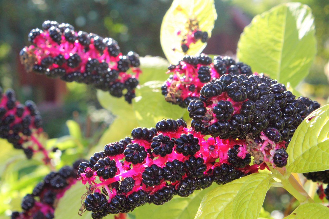 Фитолакка растение