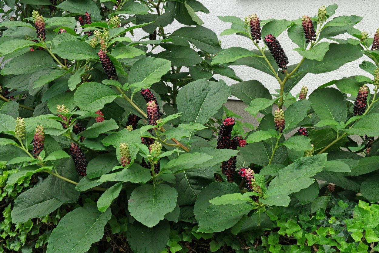 Лаконос американский (Phytolacca Americana)