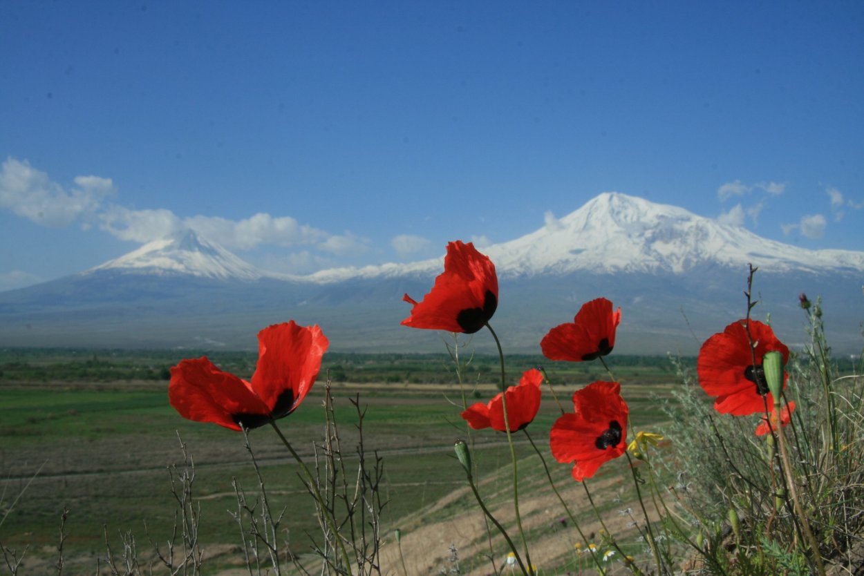 Красный цветок в Армении