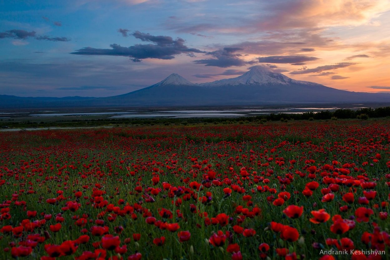 Озеро Севан цветы Арарат