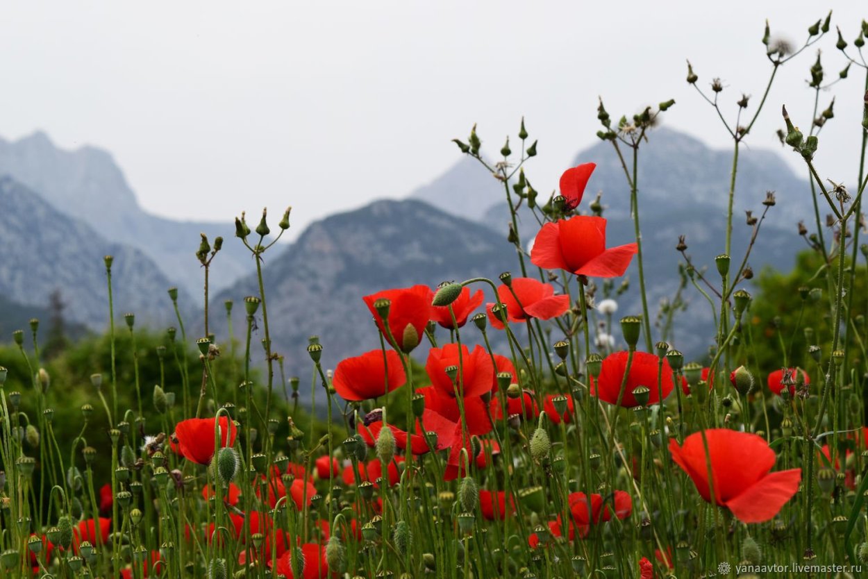 Алые маки Иссык-куля
