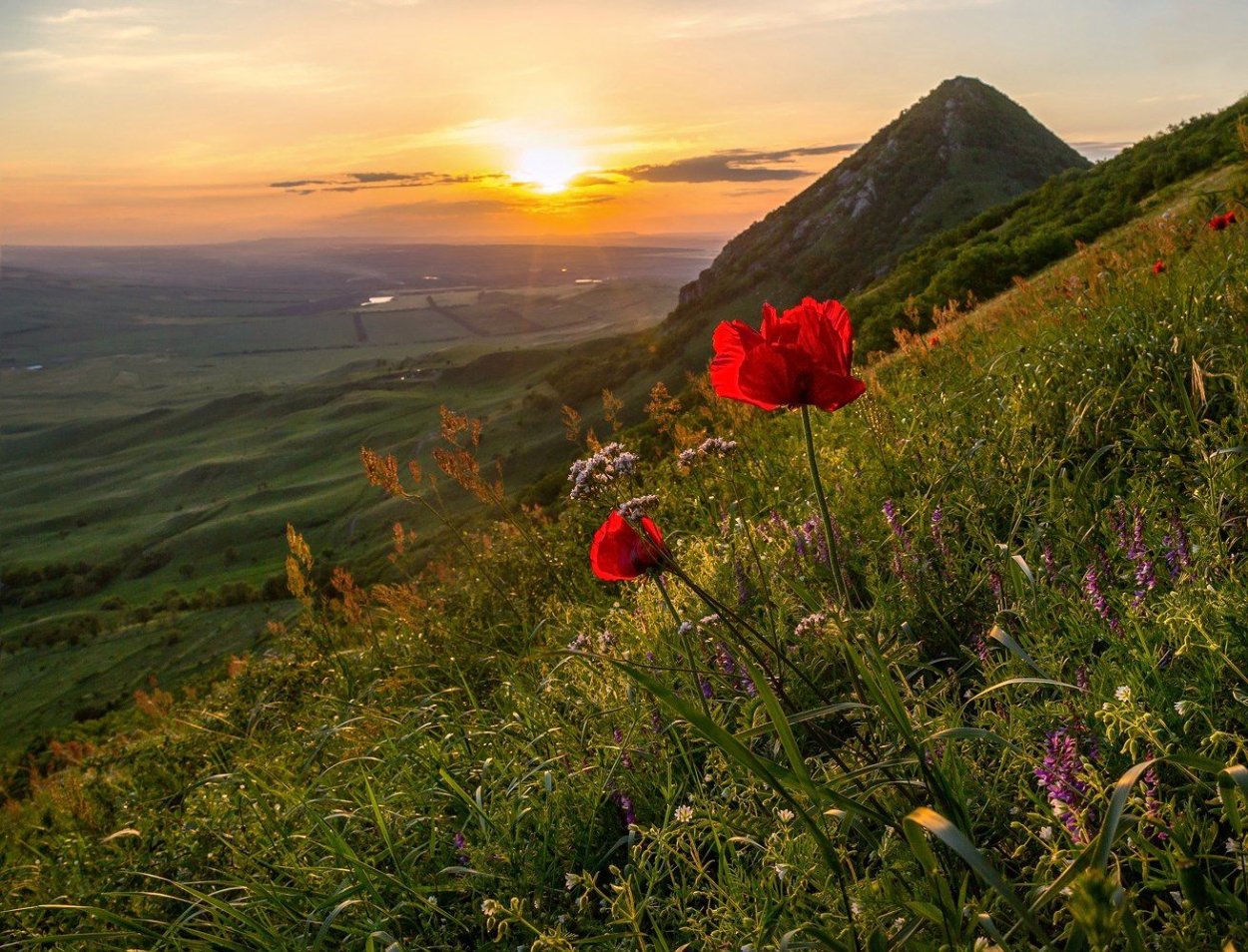 Реликтовые маки на Бештау