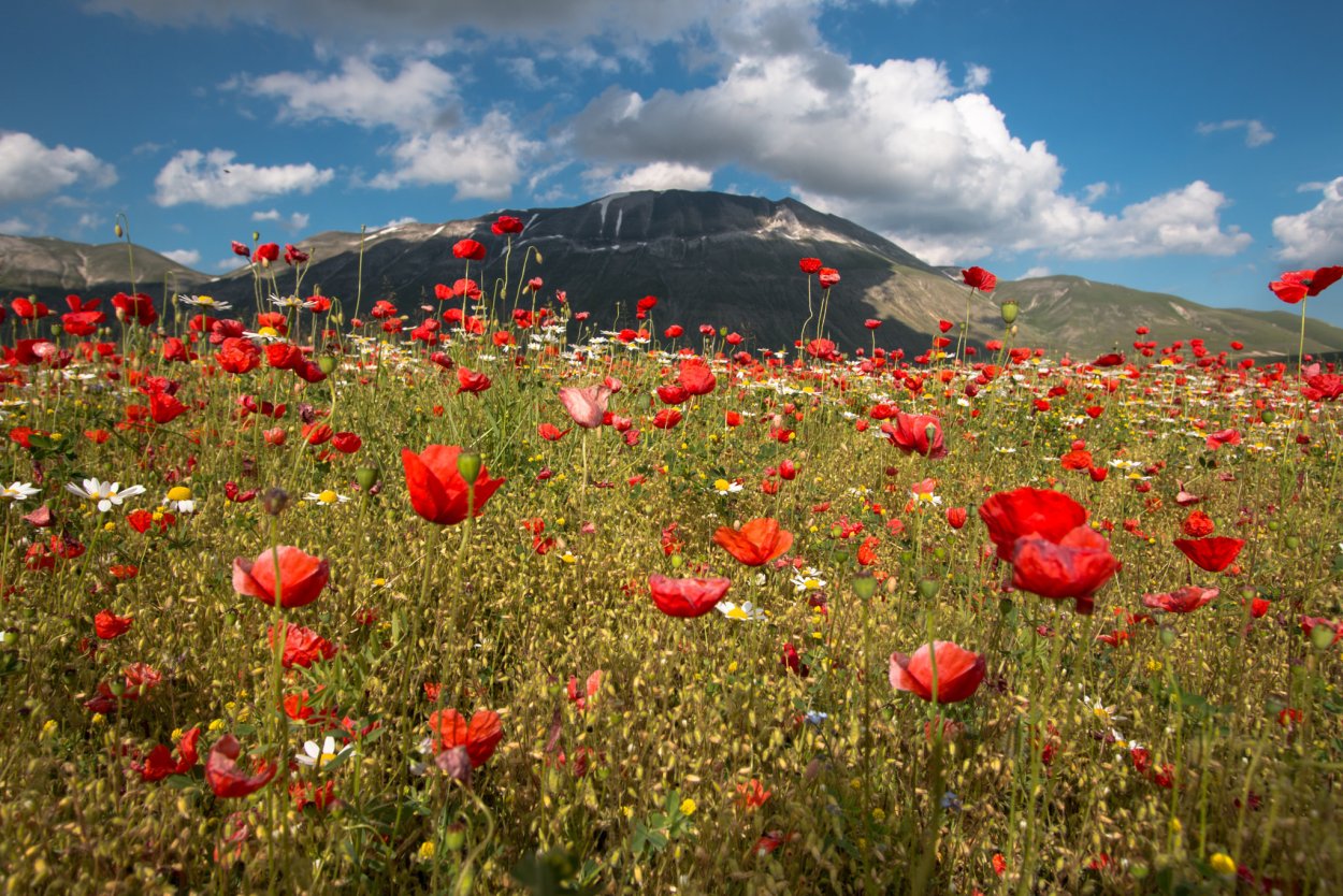 Маковые поля в Армении