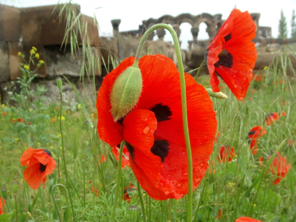 Церковь с маками армянеия