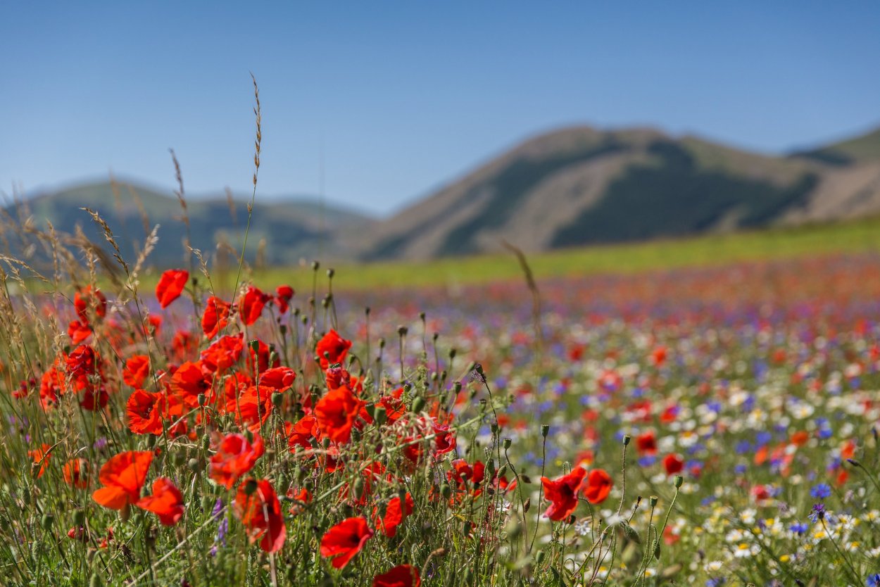 Чуйская Долина Мак