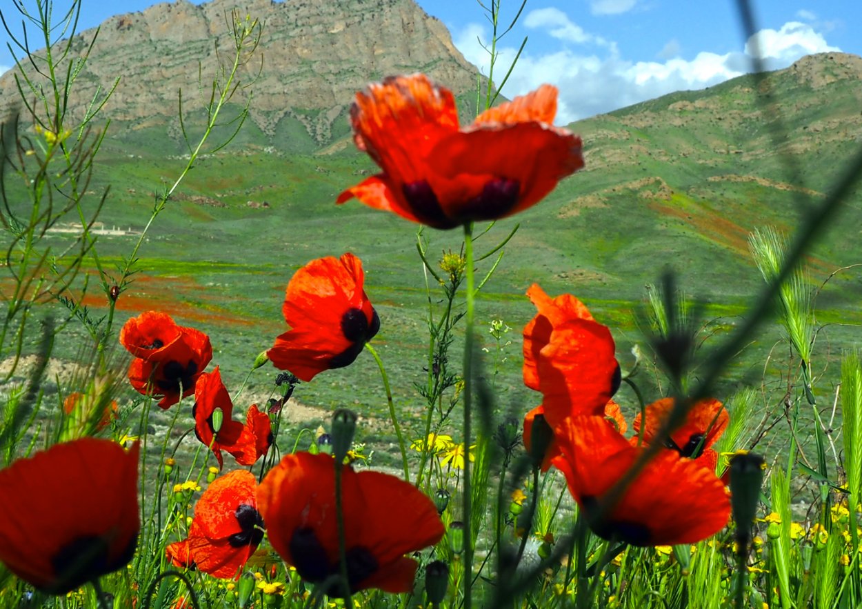 Маковые поля в Армении