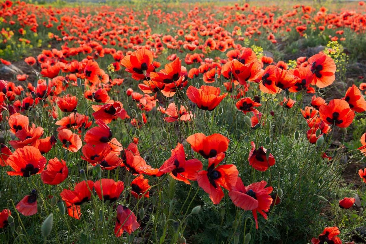 Нагорье Армении маки цветы