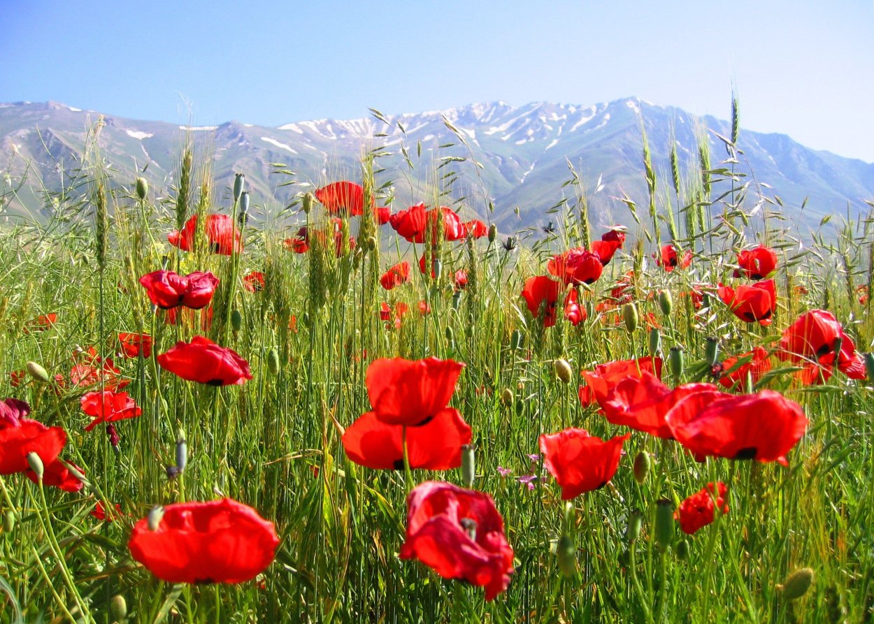 Маковые поля в Афганистане