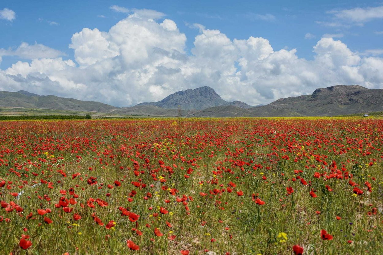 Маковые поля в Армении
