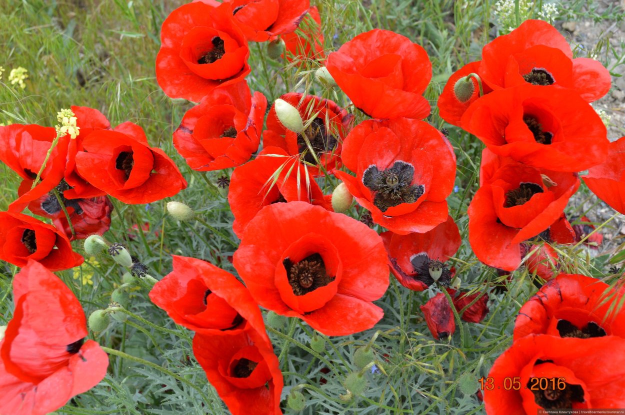 Мак по армянский