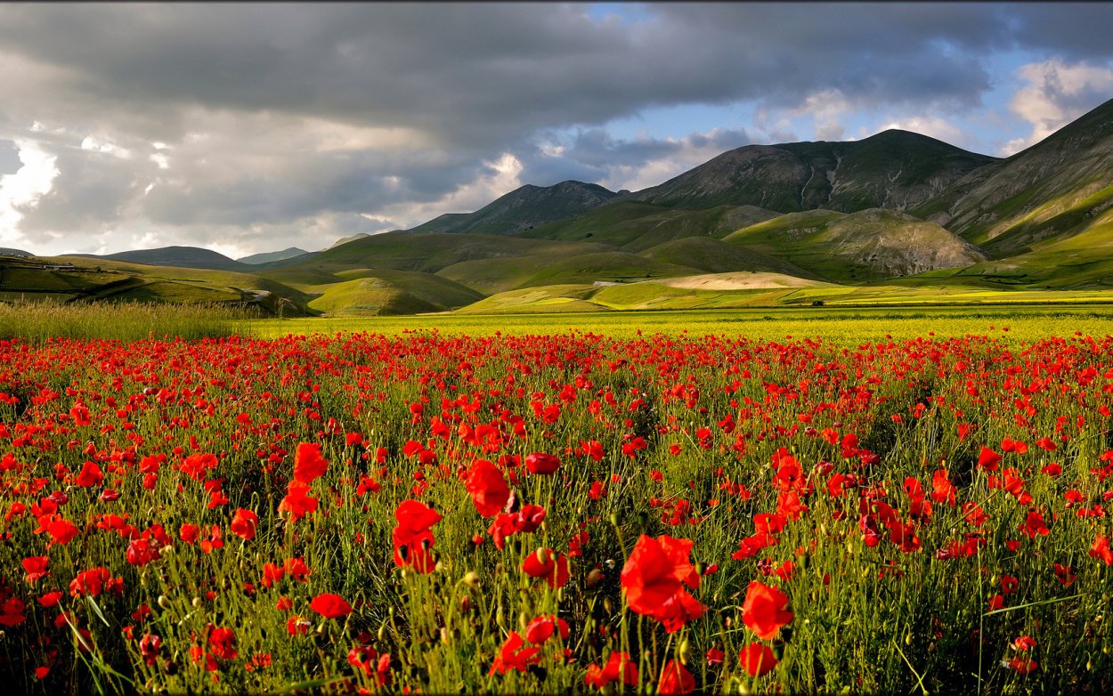 Маковые поля Чуйская Долина