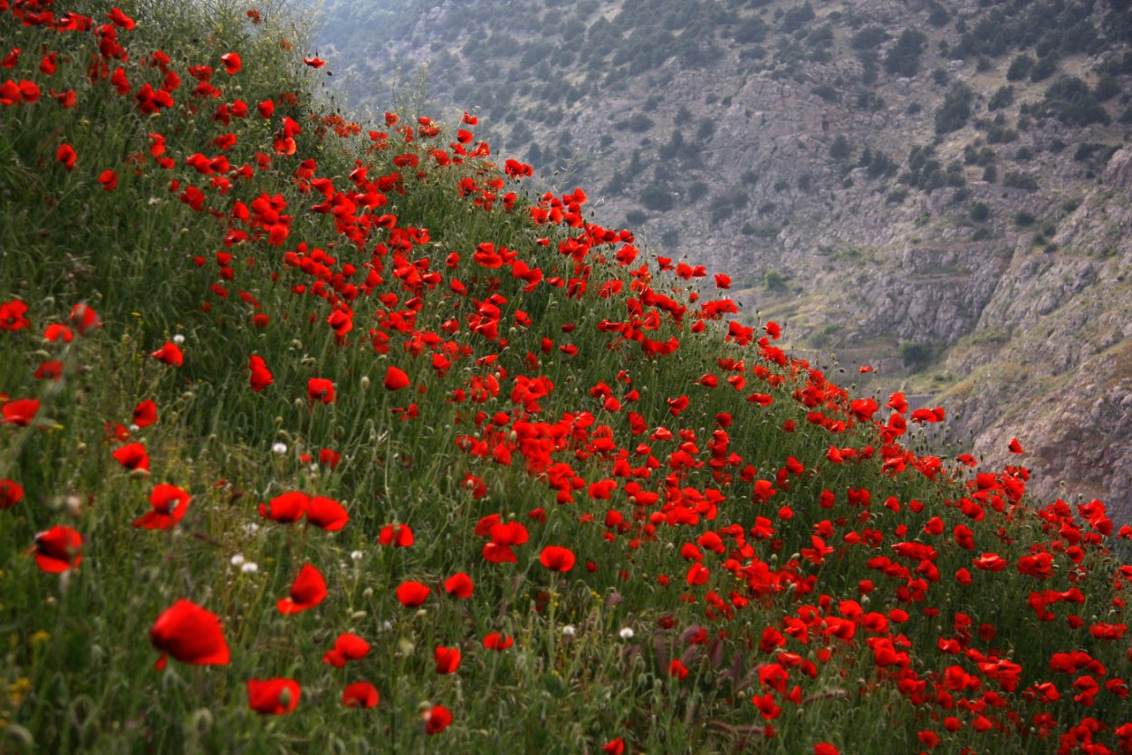 Таджикистан Дикие маковые поля