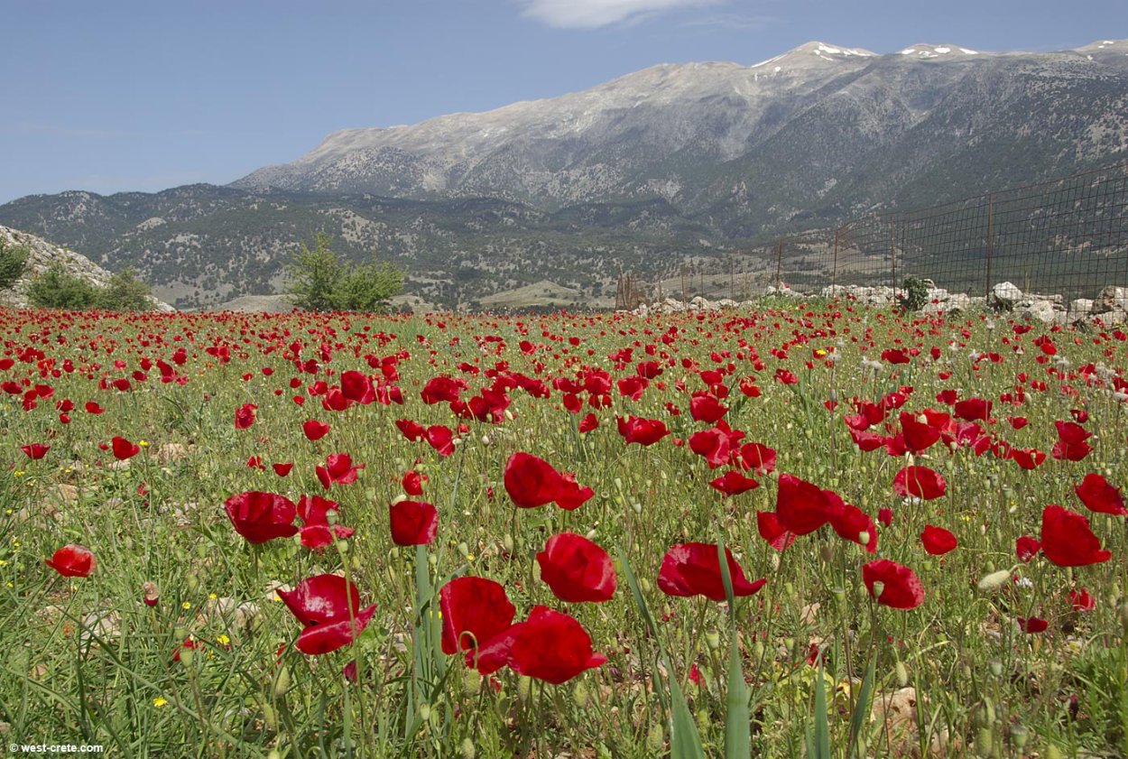 Маки в ландшафте