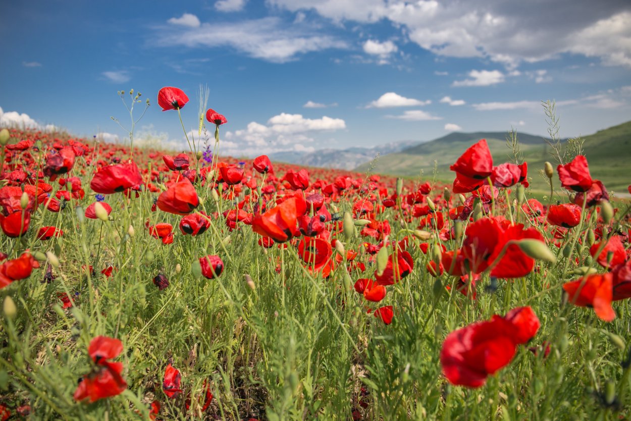 Армения цветение маков