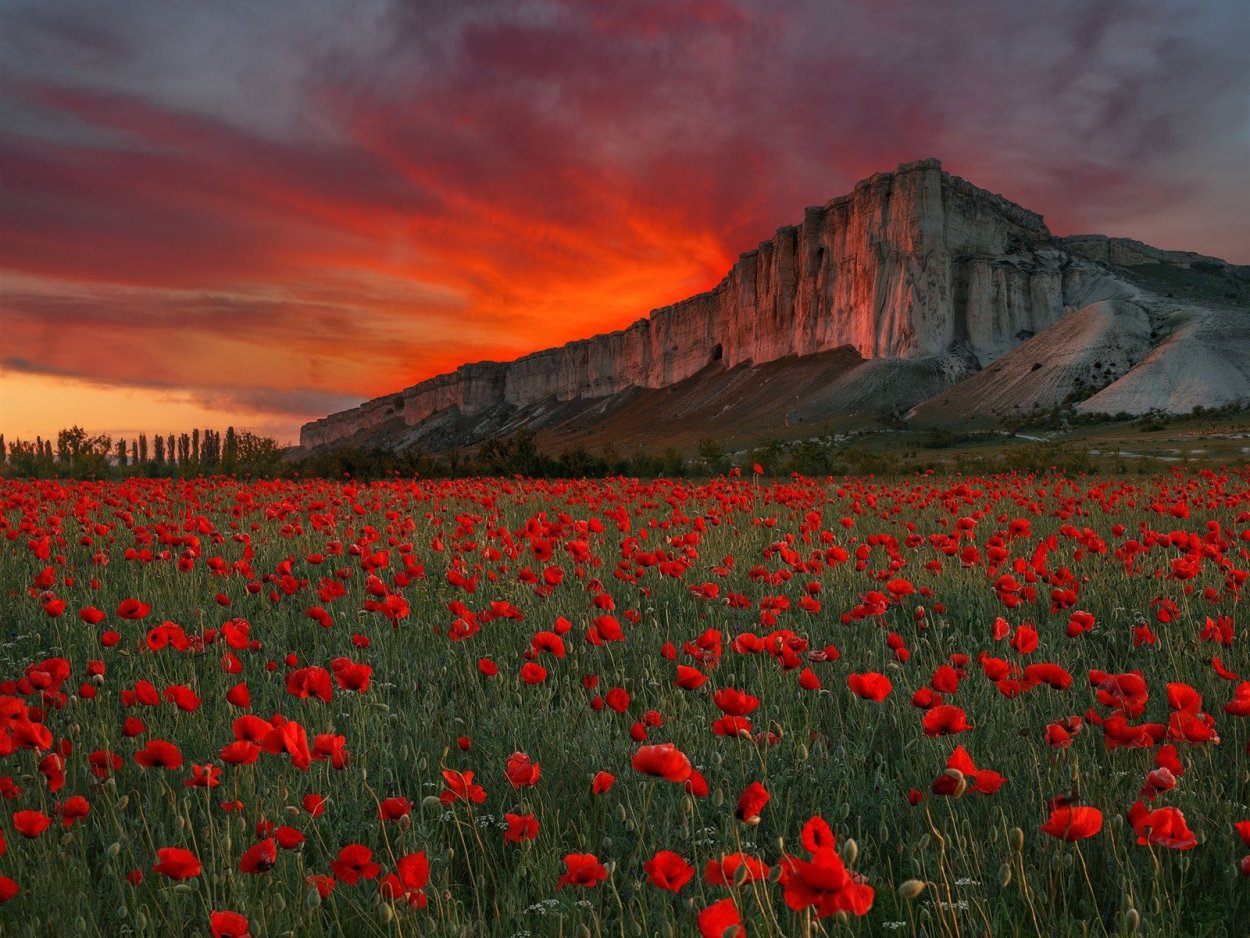 Маковые поля в Крыму