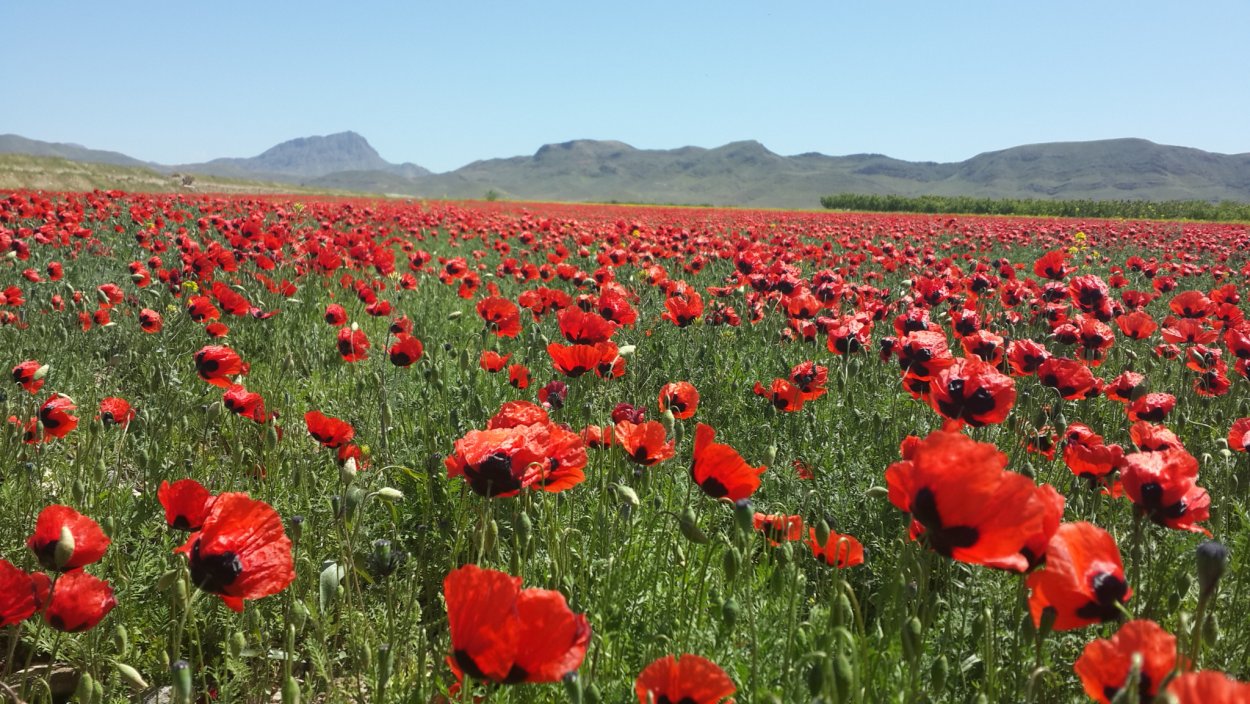 Маковые степи Казахстана