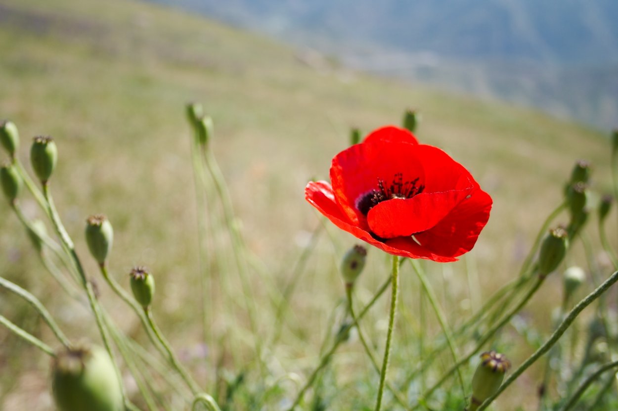 Маки в горах Армении