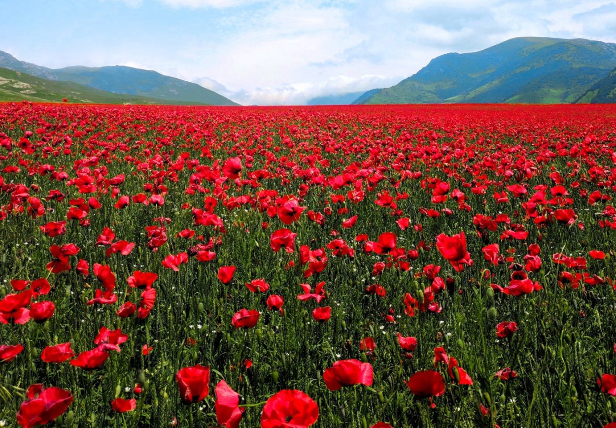 Армения маки цветут