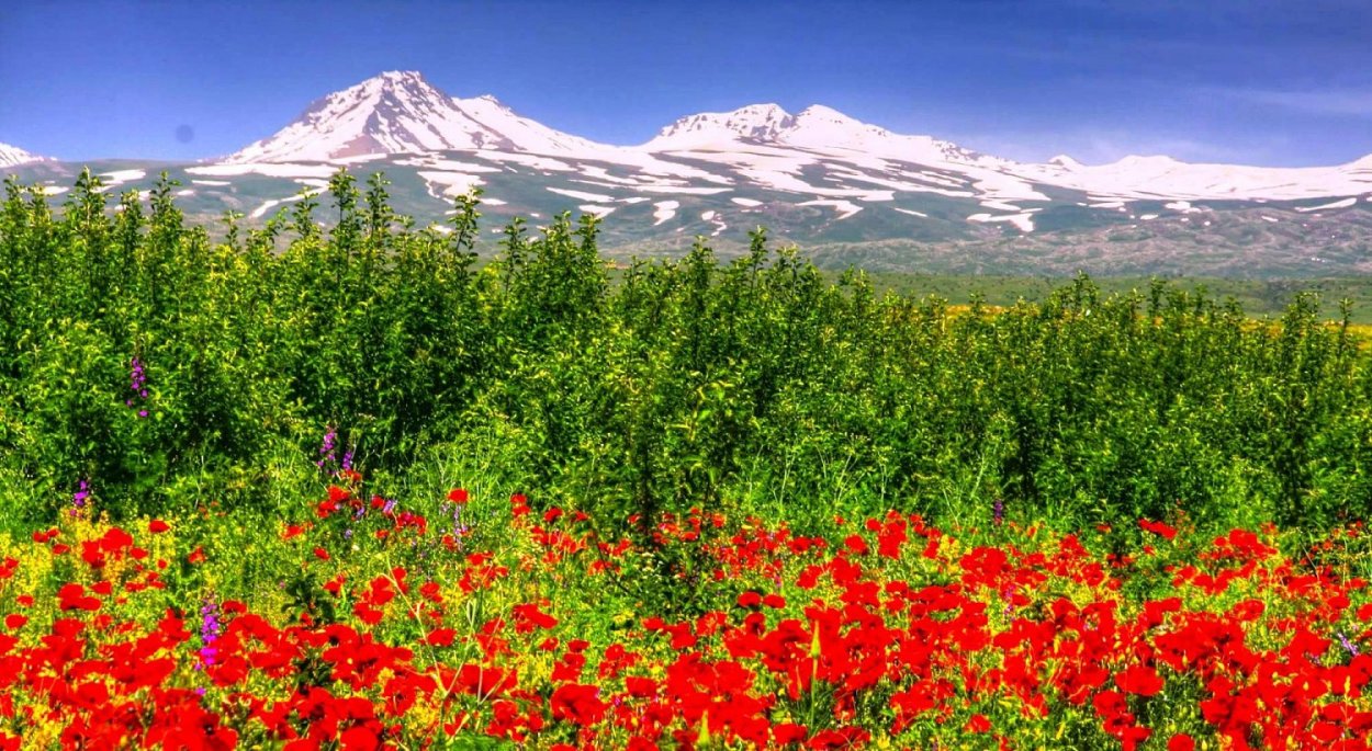 Флора Армении