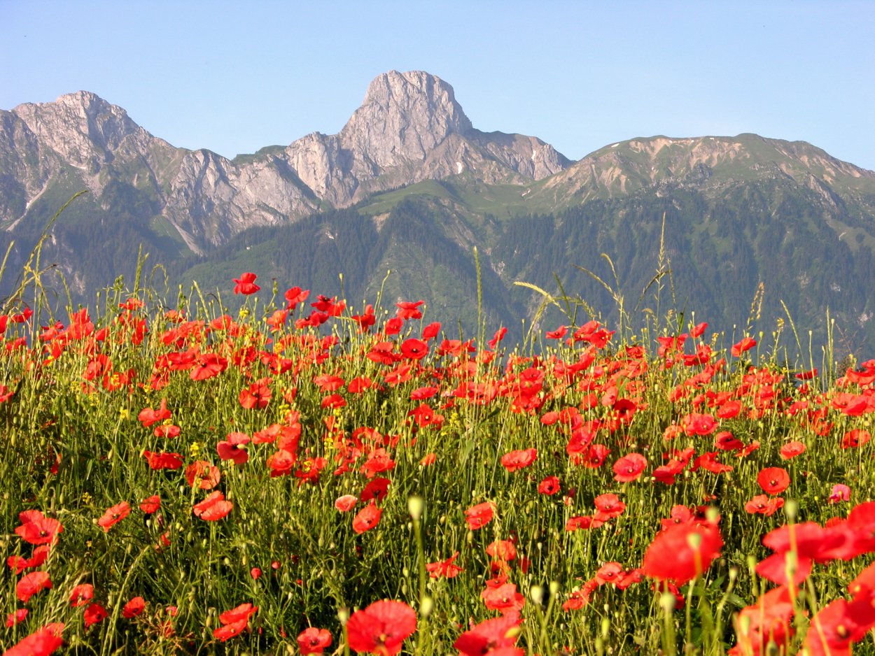 Тянь Шань Киргизия маки