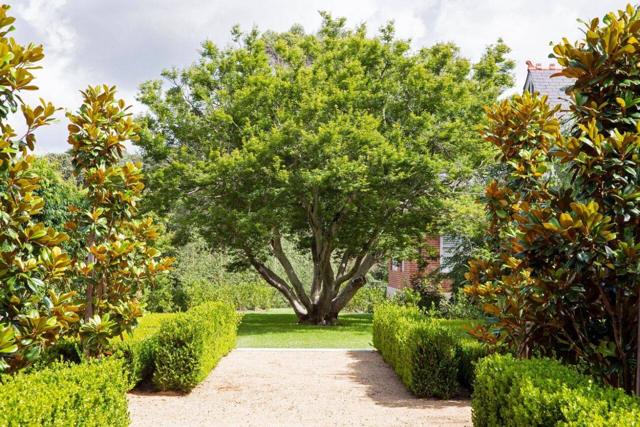 Магония у забора