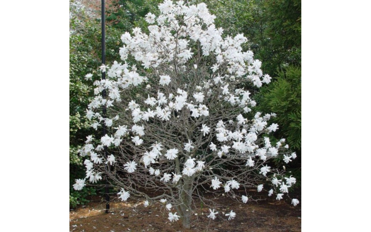 Магнолия Делавея Magnolia delavayi
