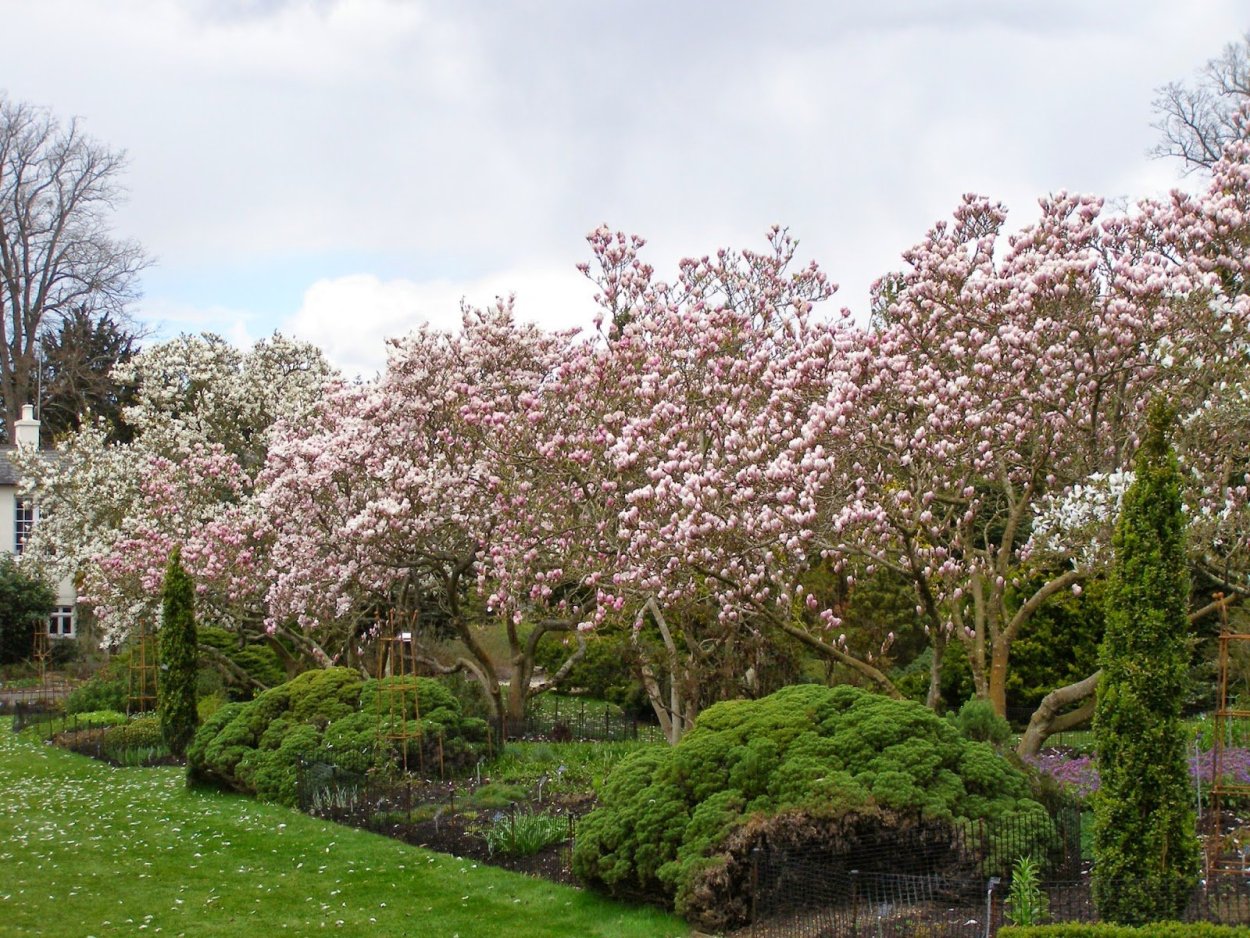Магнолия Кобус Суланжа