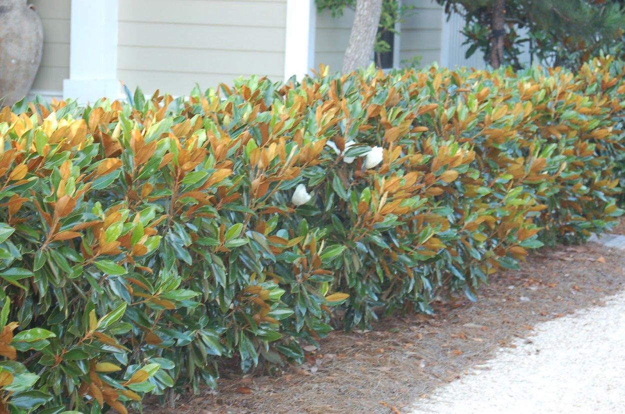 Магнолия Суланжа звездчатая