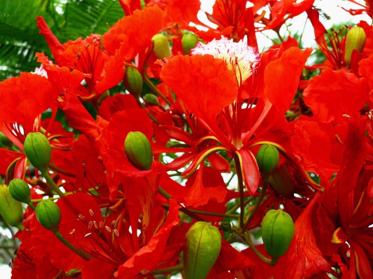 Красный - Poinciana