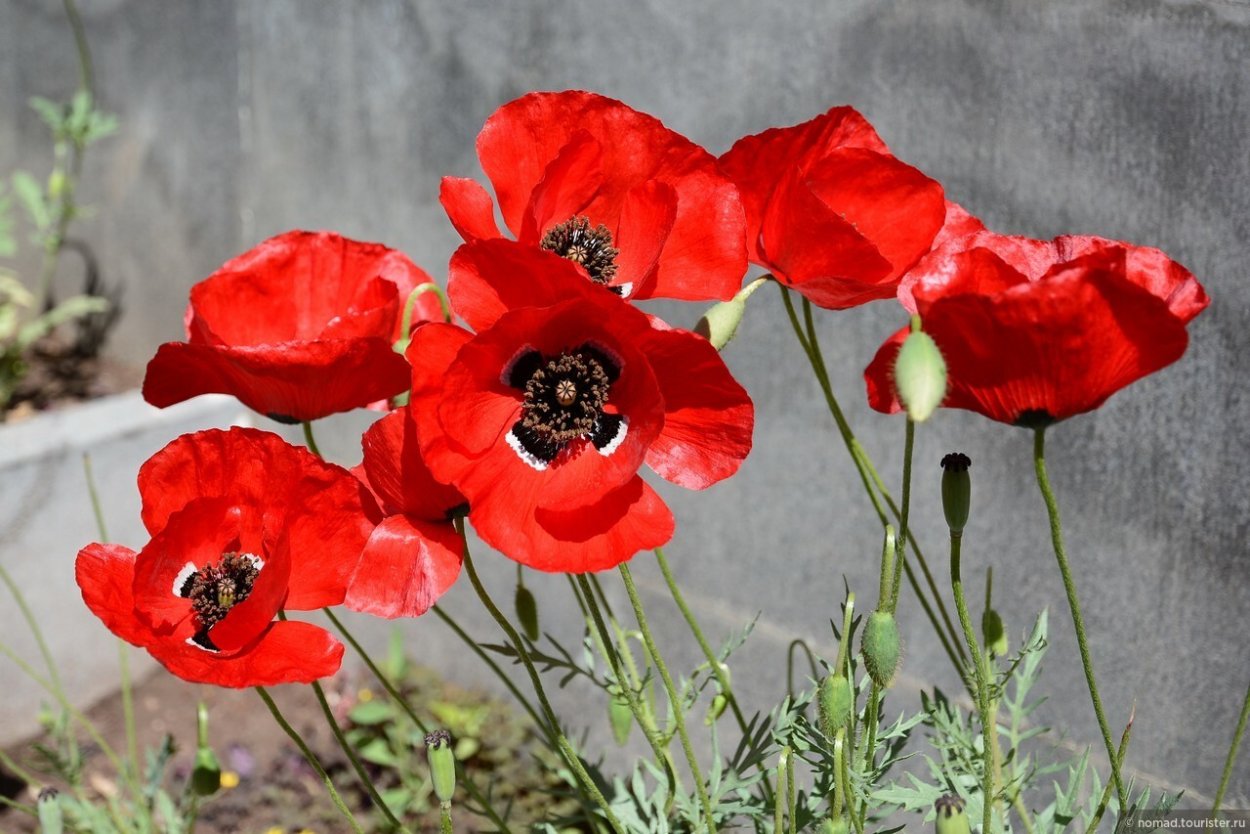 Маки в Ереване