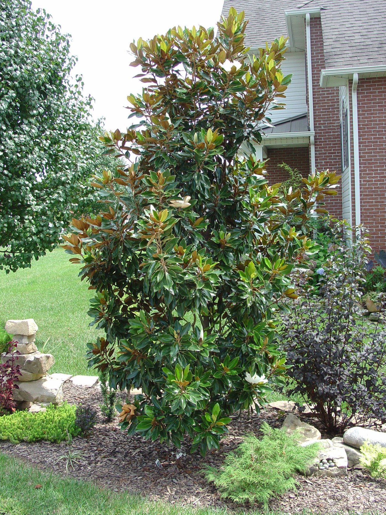 Магнолия вечнозеленая 1 метр