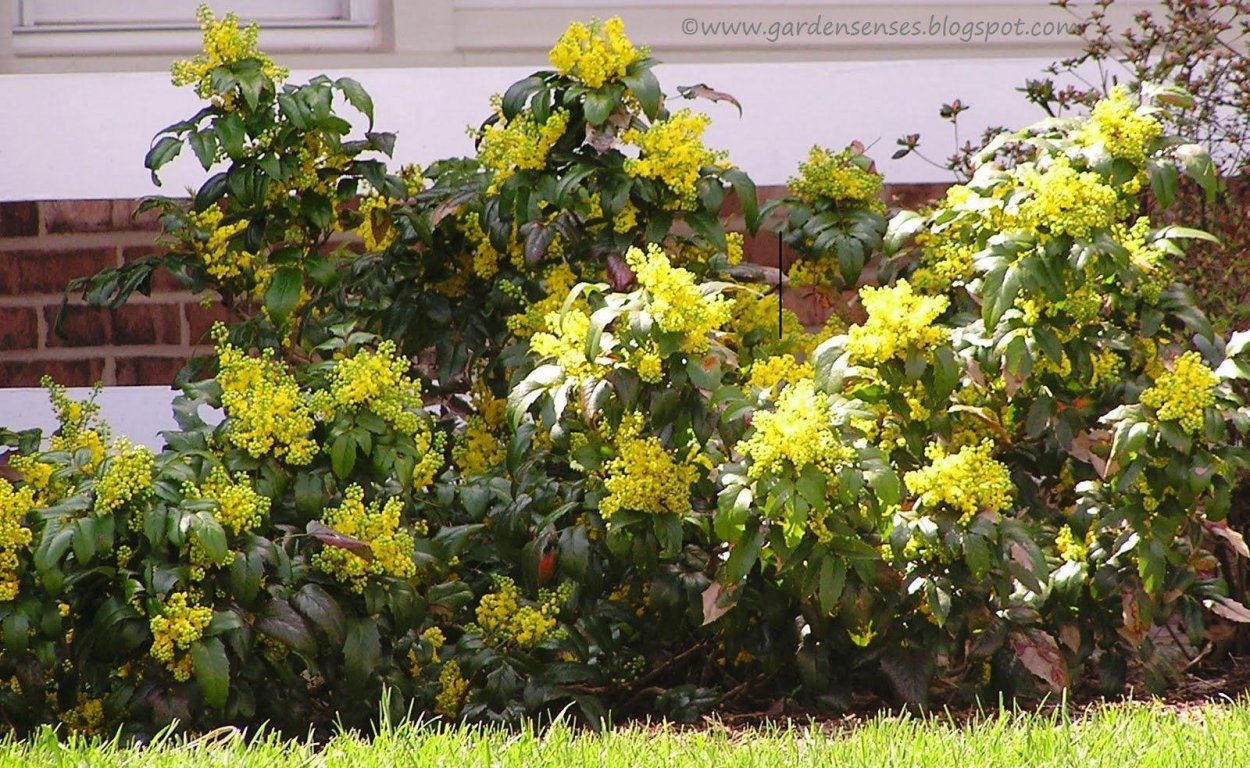 Магнолия little Gem