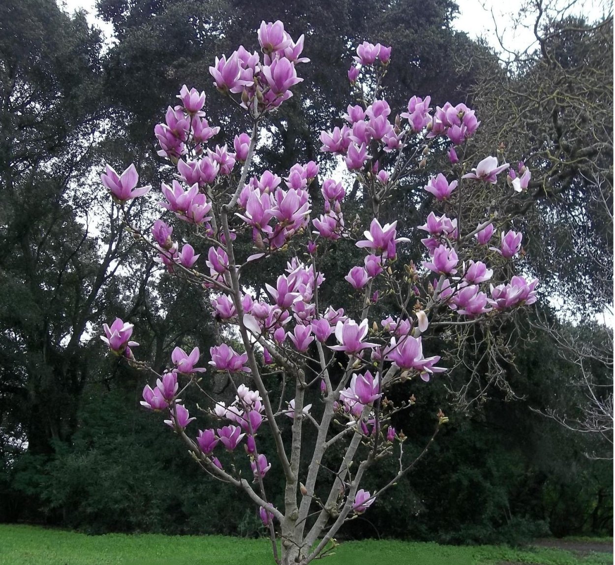 Магнолия грандифлора дерево
