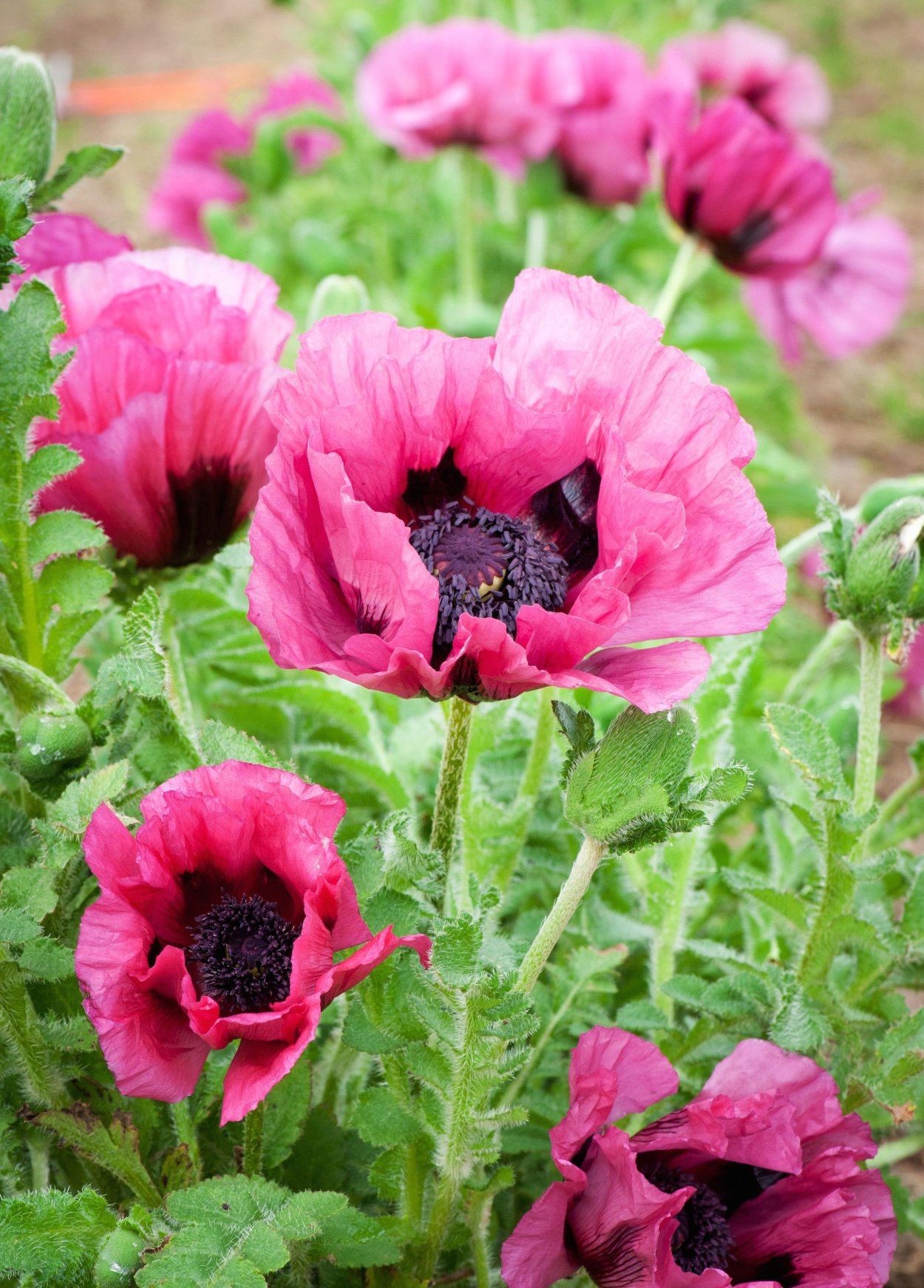 Мак Восточный папавер